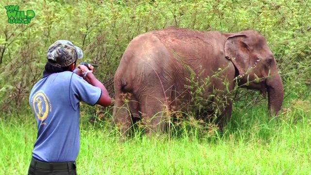 Wildlife officers shoot elephants with tranquilizer guns for treatments