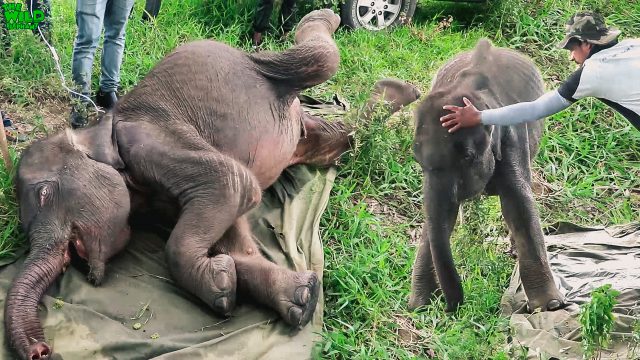 Saving a young elephant from one of the smallest predators