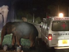 The Gigantic Elephant that rules the streets at night The Gigantic Elephant that rules the streets at night