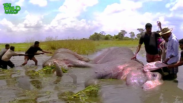 The elephant shot in the leg being treated by kind people