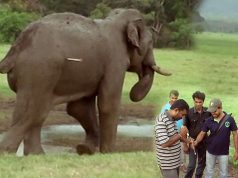 Tranquilizer shots for elephant treatments Tranquilizer shots for elephant treatments