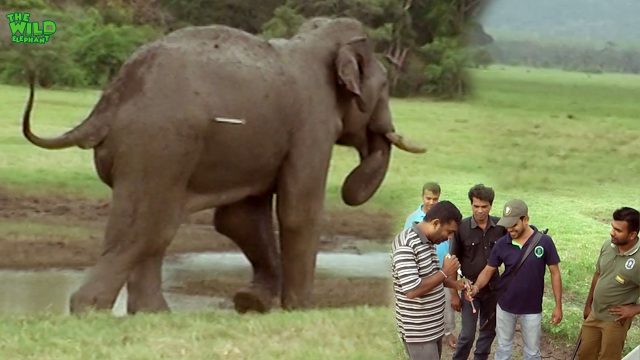 Tranquilizer shots for elephant treatments