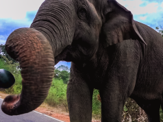 An elephant that takes bribes for a road pass caught in the act An elephant that takes bribes for a road pass caught in the act