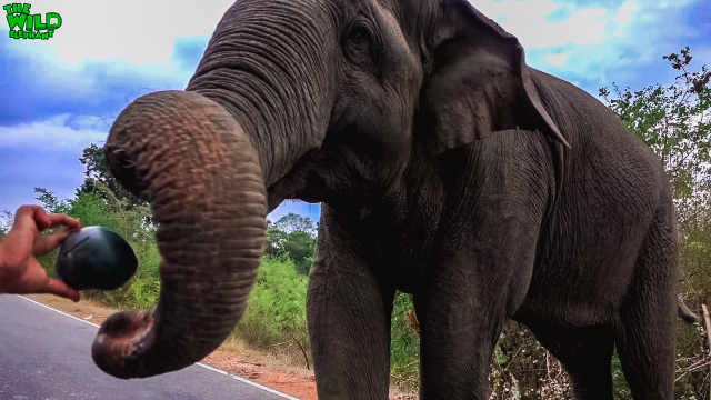 An elephant that takes bribes for a road pass caught in the act