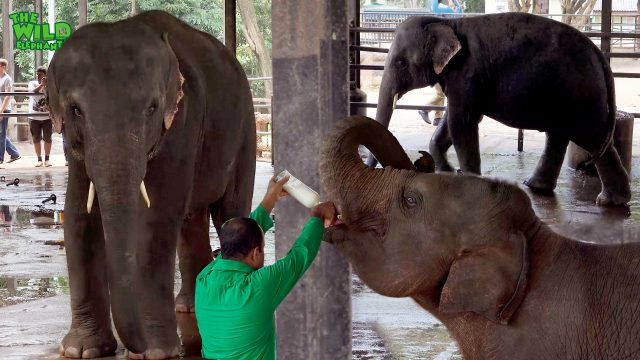 Pinnawala Elephant Orphanage. Get close and feed elephants with milk