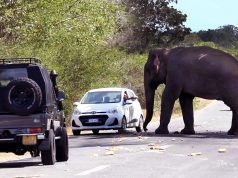 The most fed elephant in the world The most fed elephant in the world