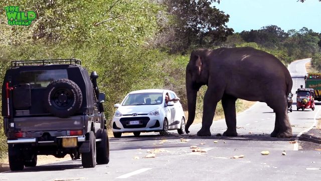 The most fed elephant in the world