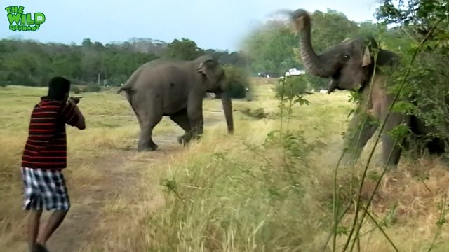 Adventurous elephant sent back to his home after treatments