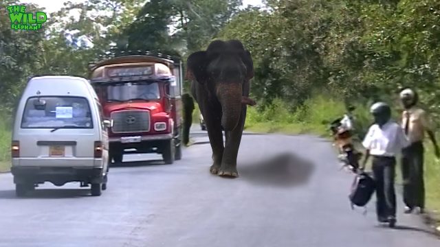 Never leave your vehicle and try to run vs. an Elephant