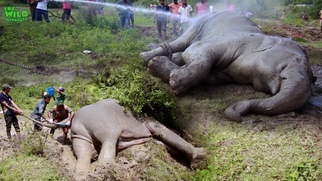 Faith In Humanity, Saving an elephant from Plastic pollution