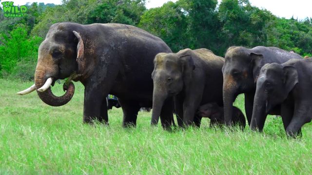 A Beautiful Scene of Young Tuskers with an Elephant Herd