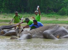 Biggest elephant rescue operation 2018. Part 2 (Elephant shot in the leg) Update Biggest elephant rescue operation 2018. Part 2 (Elephant shot in the leg) Update