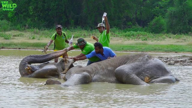 Biggest elephant rescue operation 2018. Part 2 (Elephant shot in the leg) Update