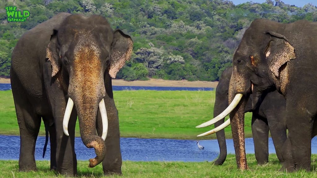 A beautiful Asian Tusker with a Herd - Wild Elaphant Video