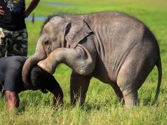 Adorable Baby Elephant playing around with Wildlife officers Adorable Baby Elephant playing around with Wildlife officers