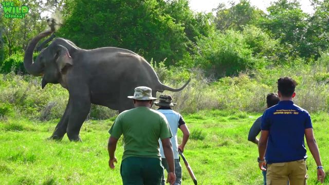 Humanity! Helping an injured Elephant