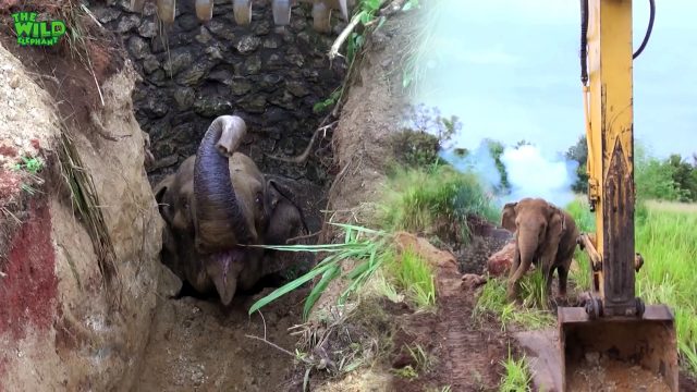 Muddy well couldn't claim this elephant thanks to humanity