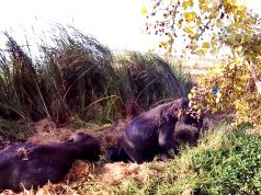 Animals that never gave up: Elephant stuck in mud saves Itself Animals that never gave up: Elephant stuck in mud saves Itself