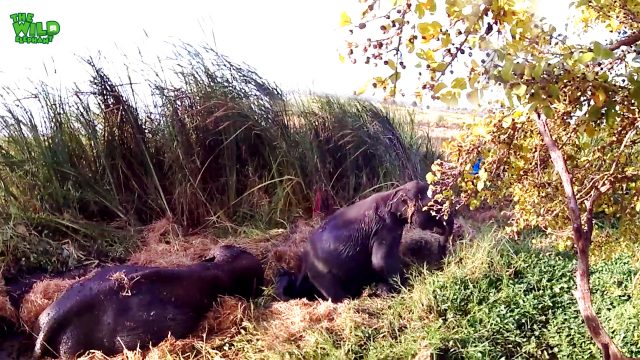 Animals that never gave up: Elephant stuck in mud saves Itself