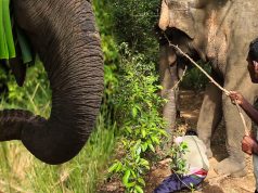 Brave humans saving a giant elephant from a wire trap Brave humans saving a giant elephant from a wire trap