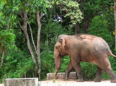 A Monster Elephant Invades a Village A Monster Elephant Invades a Village