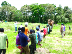 A giant elephant gets a pass to a safer jungle part 1 A giant elephant gets a pass to a safer jungle part 1
