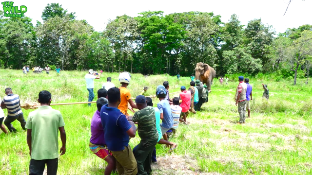 A giant elephant gets a pass to a safer jungle part 1