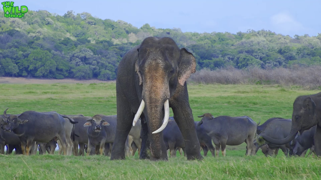 A beautiful Asian Tusker with a Herd - Wild Elaphant Video