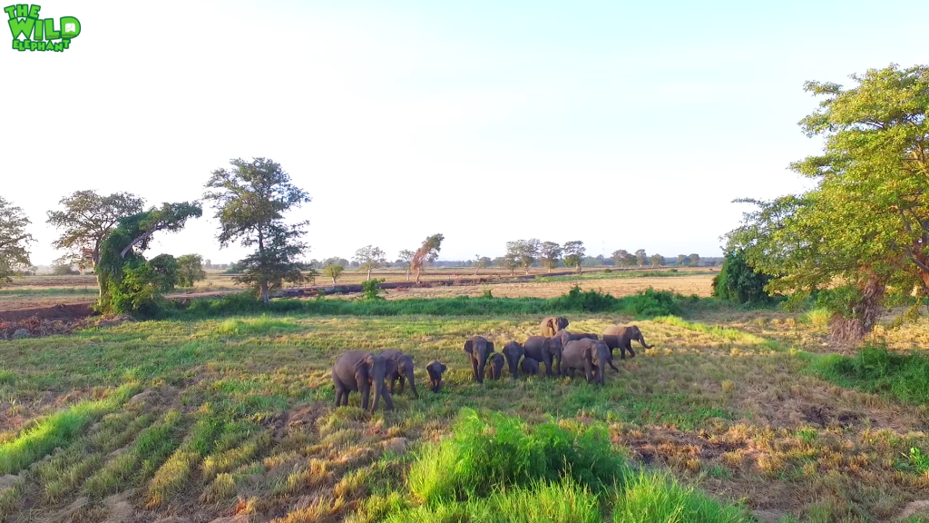 Drone footage captured how amazing elephants are