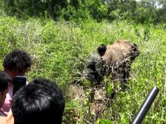 Adventures of a wildlife officer, Treating elephants Adventures of a wildlife officer, Treating elephants