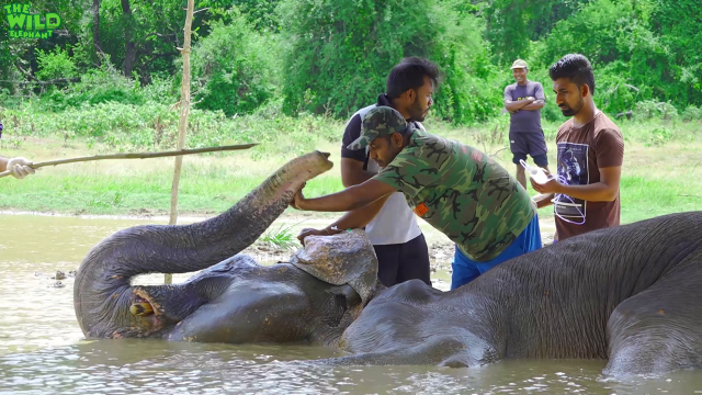 Biggest elephant rescue operation 2018. Part1 (Elephant shot in the leg)