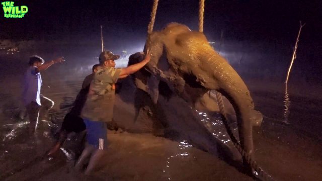 Biggest elephant rescue operation 2018. Part 3 (Elephant shot in the leg) Update 2