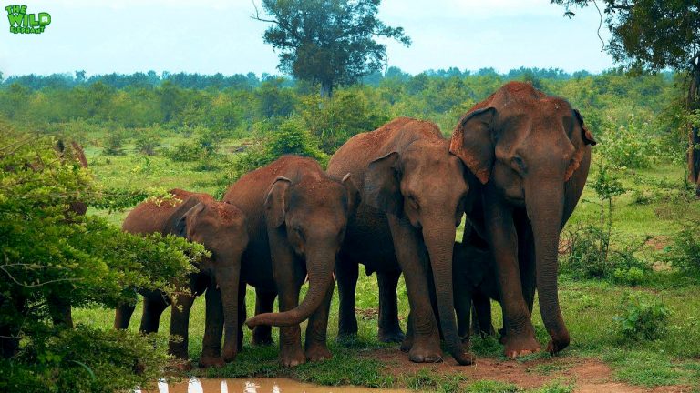 Intelligent Elephants line up nicely for a family photo - Wild Elaphant ...