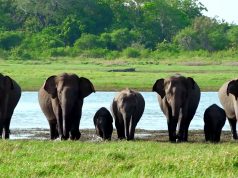 Beautiful Elephants of Minneria National Park Beautiful Elephants of Minneria National Park