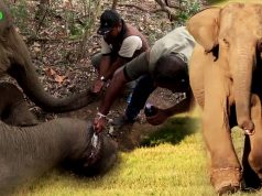 Real Life Heroes: Saving a Baby Elephant From a Trap Real Life Heroes: Saving a Baby Elephant From a Trap