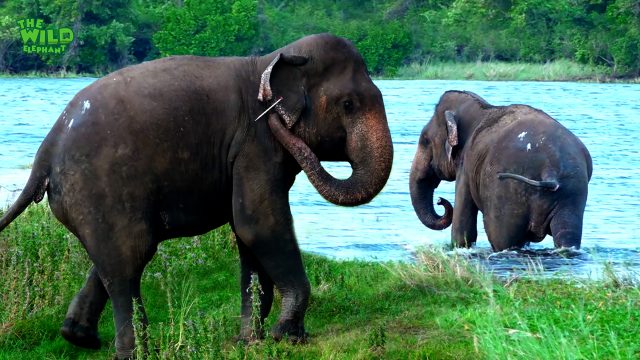 Jumbo sized elephant treated by wildlife officers