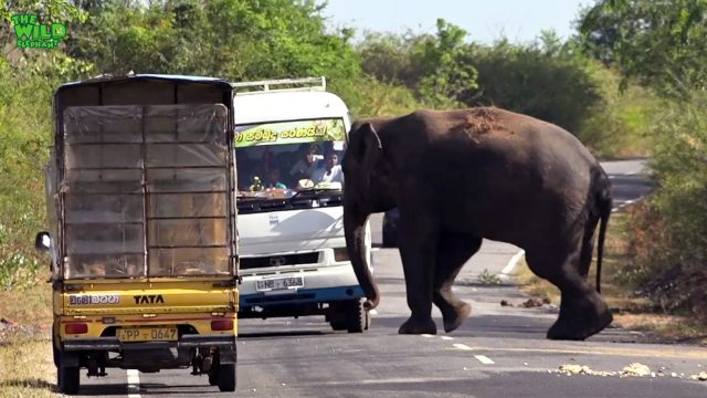 Visiting a Tollbooth Giant Elephant Waiting for Food