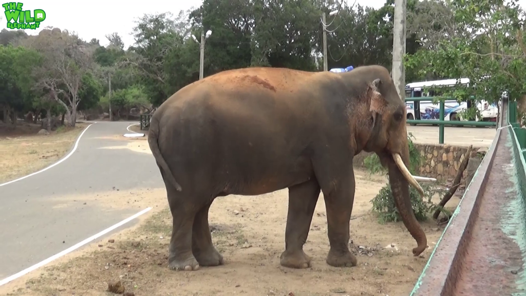 Magnificent Giant Tusker is too friendly to all. (One of the biggest Tuskers in Asia)