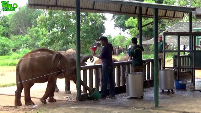 Feeding Milk to Cute Baby Elephants