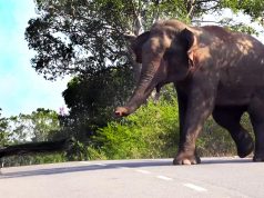 Hungry Elephant wants everyone to feed him Hungry Elephant wants everyone to feed him