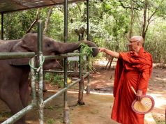 Amazing recovery for a young elephant