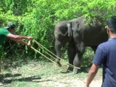 Saving a Young Elephant from “Hakka Patas”: Humans are kind