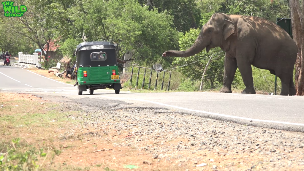 Behemoth of an elephant waits by the village demanding food