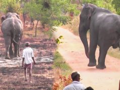 Playful elephant gets chased back to a safe jungle. Village in Chaos!!!