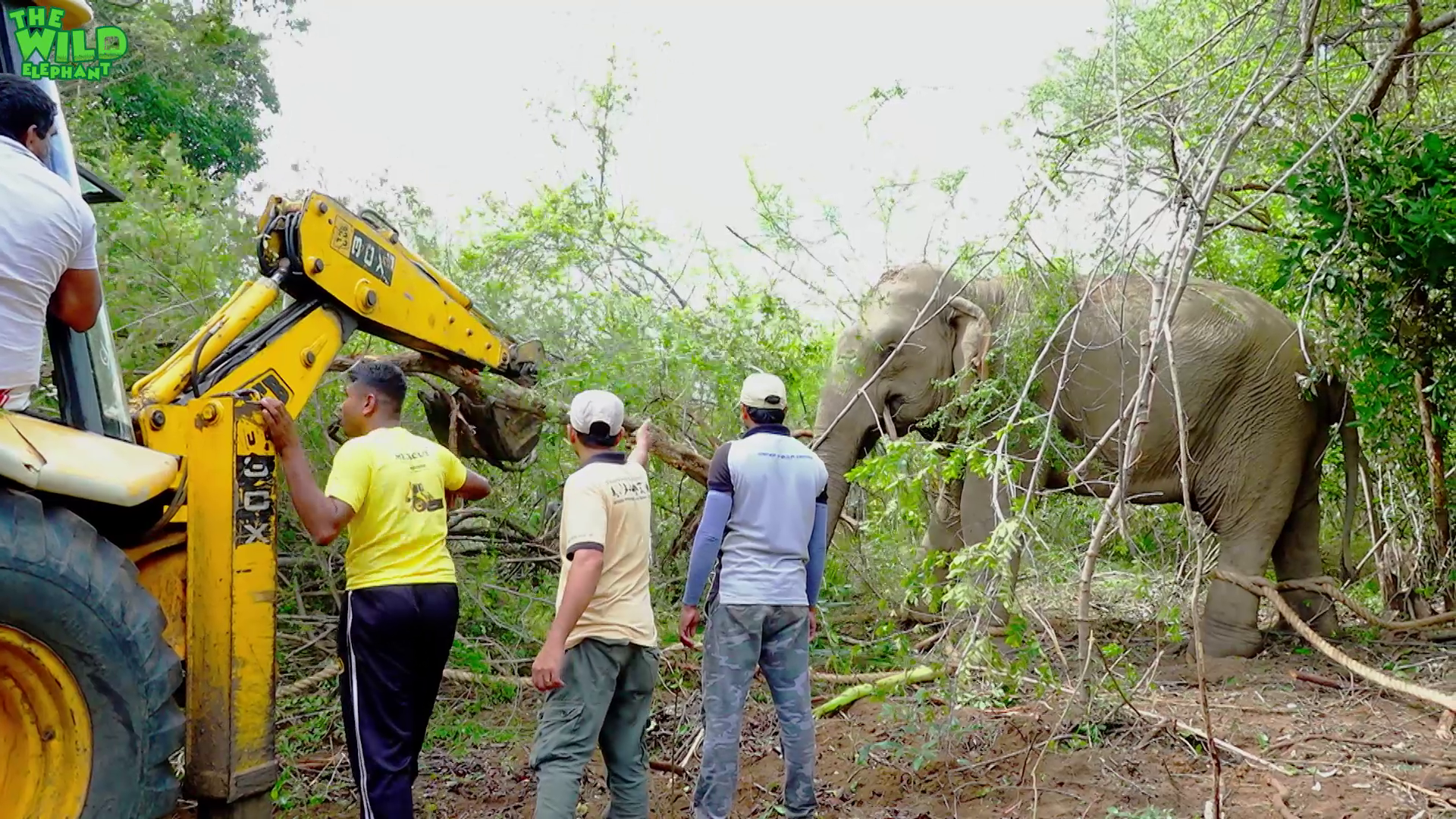 A beautiful Elephant who invaded a village gets a ticket back home