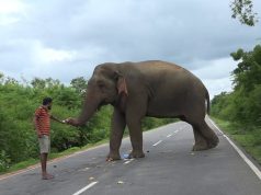 Hungry elephant wants everyone to feed him to pass the road
