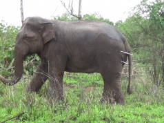 An elephant receives medical treatments with a Tranquillizer gun