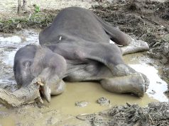 A young elephant with no life left experiences the Miracle called Humanity. Risking attempts