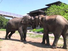 Two Beautiful Elephant friends run away from Vets together. Somawathiya National Park
