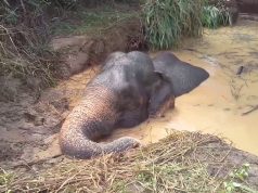 An entire village gets together to save a big drowning elephant. Humans are awesome